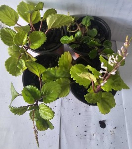 galilee corp Money Plant Makro