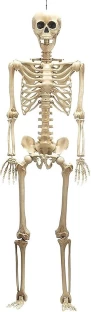 Umlozi Full Sized Adjustable Skeleton 160 cm Garden Gnome