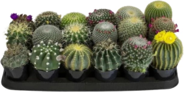 SMTE Cacti Mini Potted Decorative Plant Pet Litter Tray Refill