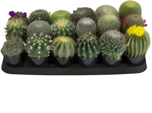SMTE Cacti 7.5cm – Mini Potted Decorative Plant Pet Litter Tray Refill