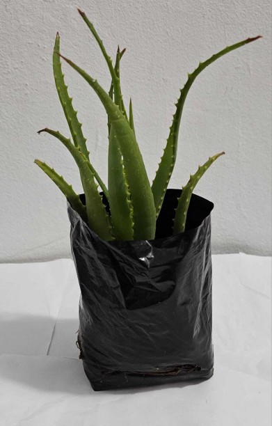 Galille Corp Aloe Vera Plant
