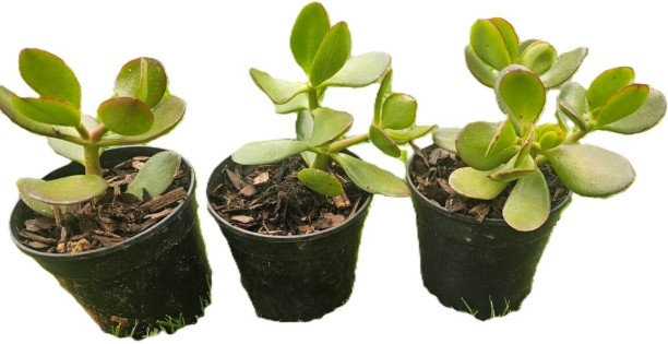 hello today Jade Plant