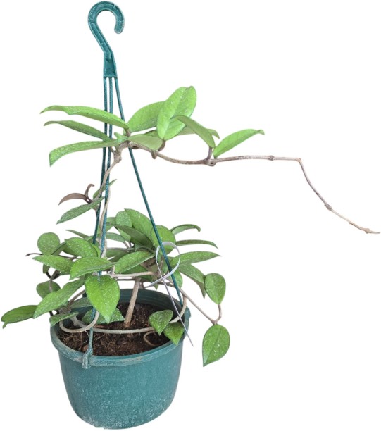 Plant Euphoria Hoya Carnosa Plant