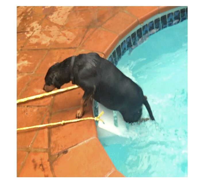 Large Pet Swimming Pool Exit Ramp Makro