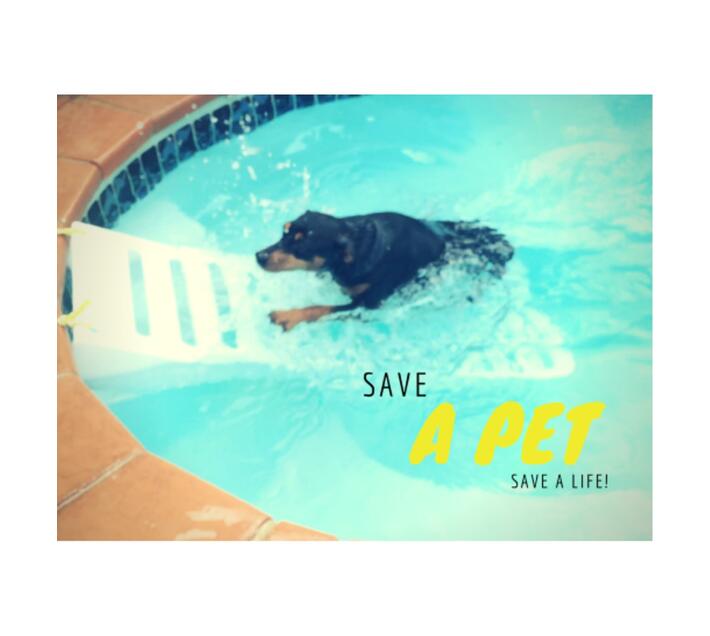 Large Pet Swimming Pool Exit Ramp Makro